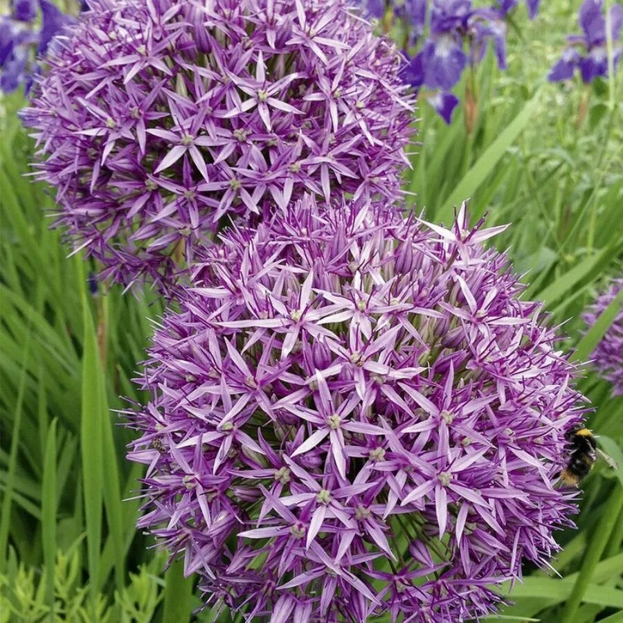 Allium Giant Christophii Longfield gardens, Fall garden vegetables, Bulb flowers