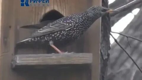 Настоящий песню скворца надо слушать