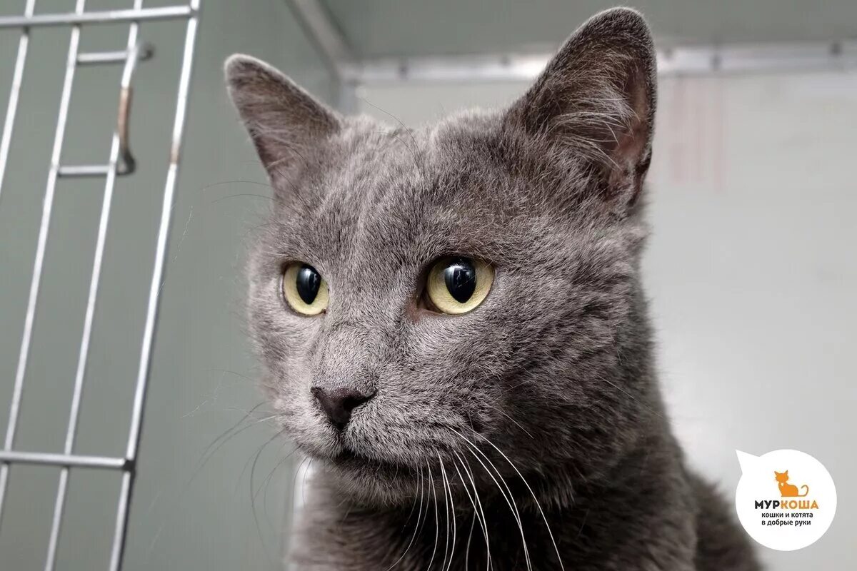 Cat end