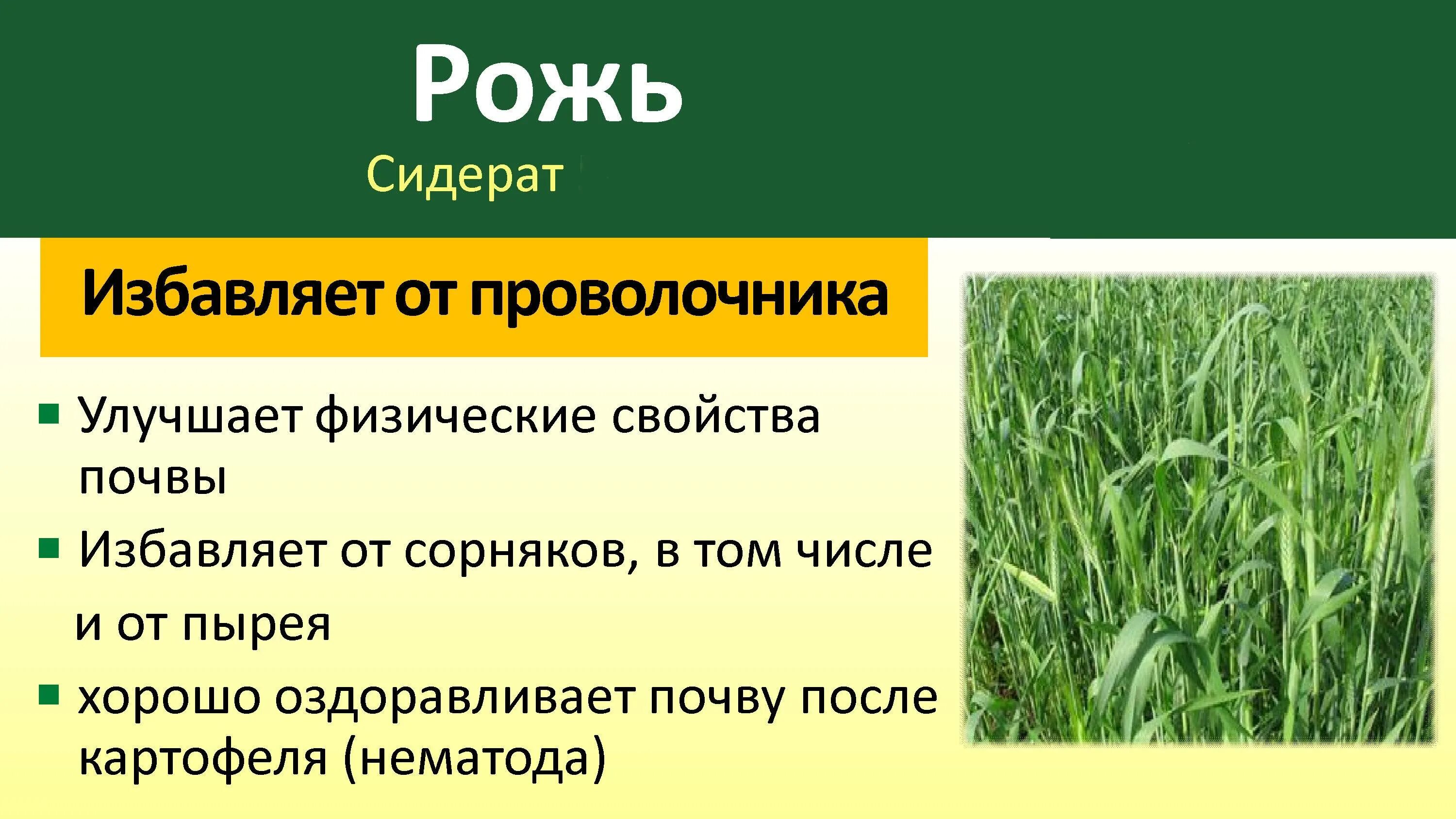 Сидерат летом какой лучше. Рожь озимая сидерат. Рожь озимая как сидерат. Сидераты для огорода. Сидеральные удобрения.