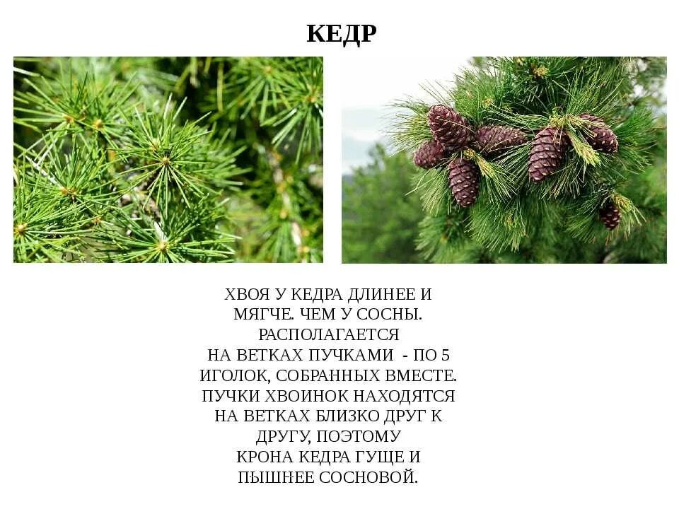 Значение слова кедр. Сосна Кедровая хвоинки 4 класс. Сосна Кедровая обыкновенная хвоинки. Сибирская сосна и кедр отличия. Сосна Кедровая Сибирская отличие.
