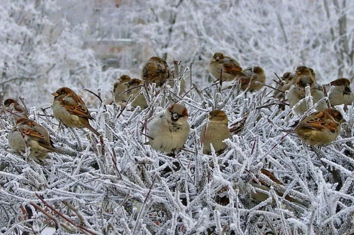 Зимой где сидели. Зимние птицы. Стайка птиц зимой. Воробушки зимой. Воробей зима.