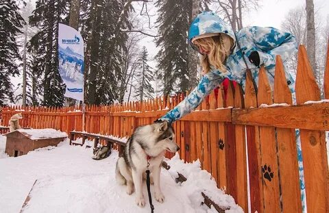Хаски поляна
