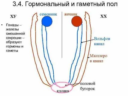 Гонады