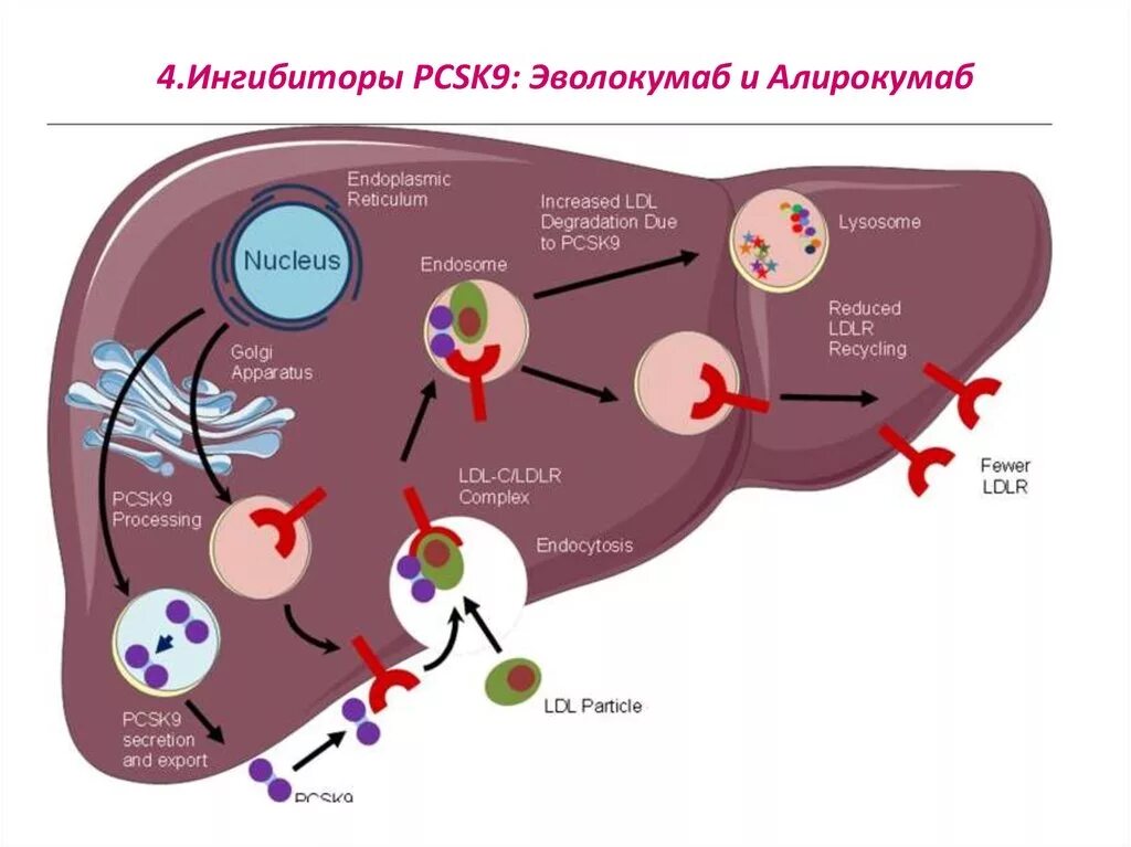 Ингибиторы pcsk9 механизм действия. Блокаторы pcsk9 механизм действия. Ингибиторы белка pcsk9. Фермент pcsk9. Ингибиторы pcsk9