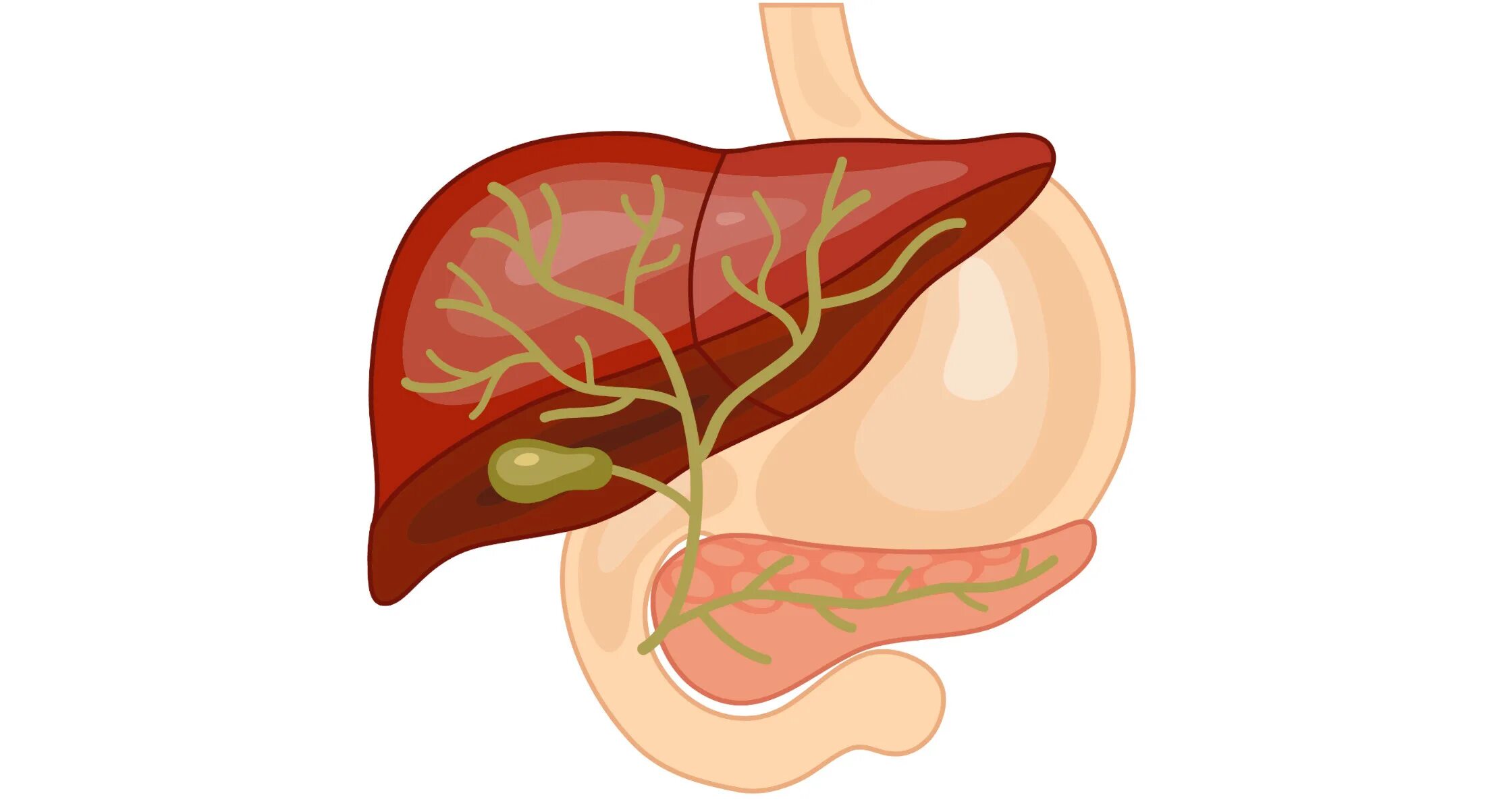 Желудок головной мозг печень. Печень и желчный пузырь. Печень рисунок. Печень фон. Печень без фона.