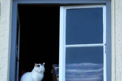 Кошка в окне