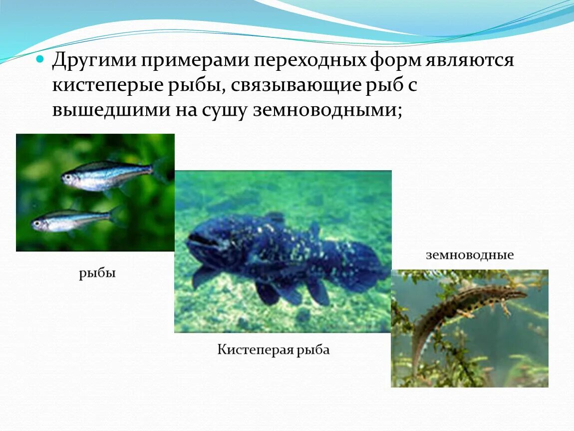 Приведите 2 3 примера переходных. Отряд кистеперые представители. Представители подкласса кистеперые. Представители кистепёрых рыб. Примеры кистеперых рыб.