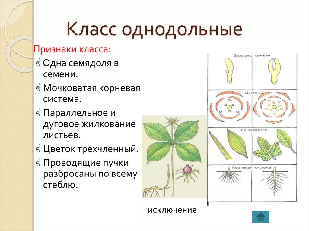 Трехчленный тип строения цветка однодольные или двудольные. Размножение семейства класса однодольных. Размножение однодольных схема. Классы двудольные и Однодольные. Цветки однодольных и двудольных растений.