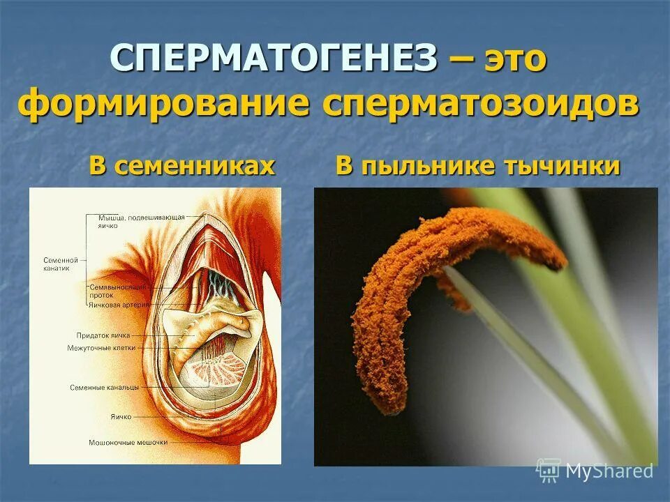 Сперматогенез и строение спермиев. Строение извитого семенного канальца гистология. Семенники сперматогенез. Семенники сперматогенез. Семенники сперматогенез.