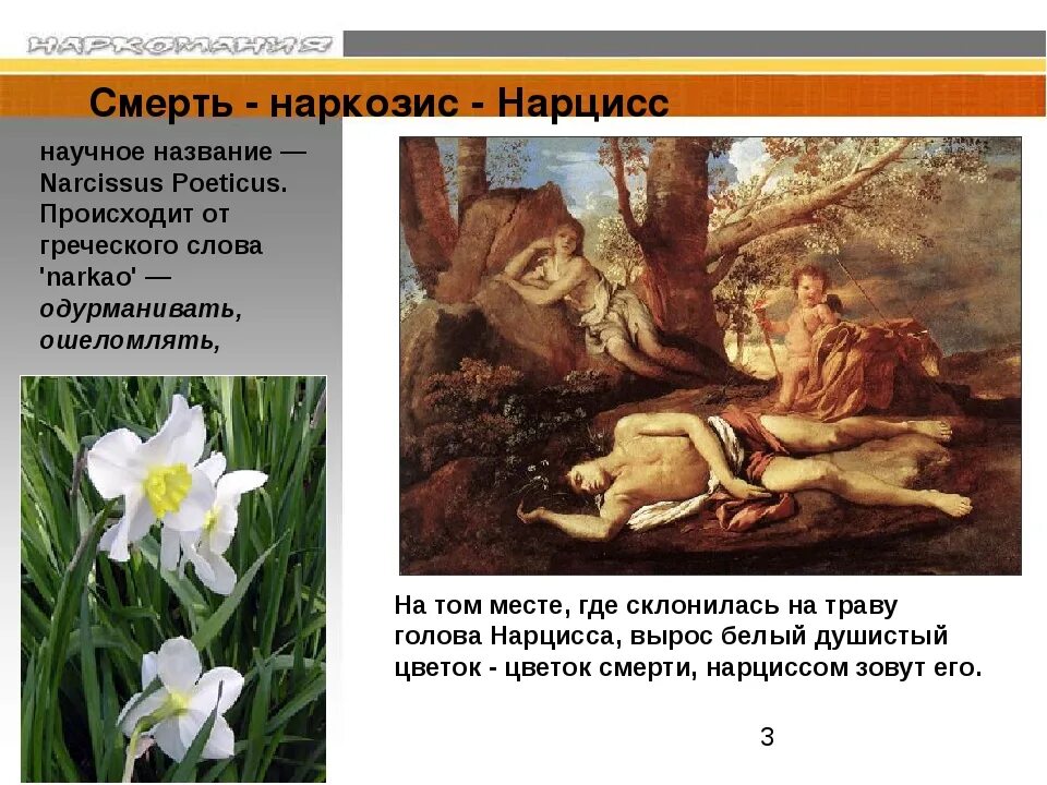 Нарцисс спринг сан. Нарцисс цветок. Нарцисс спринг саншайн. Нарцисс цветок описание. Нарцисс легенда о юноше.