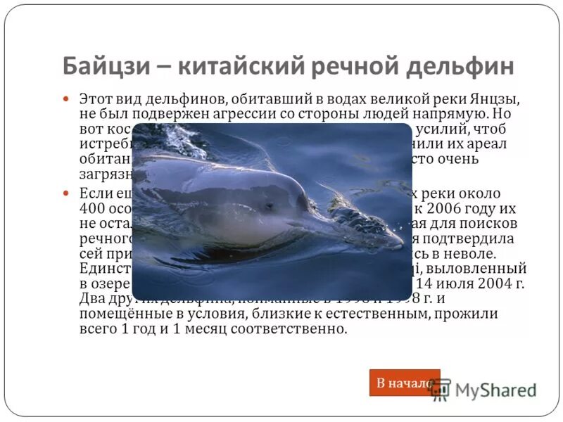 в какой зоне обитает дельфин. в какой зоне обитает дельфин. дельфин описание. в какой зоне обитает дельфин. дельфин обитает.