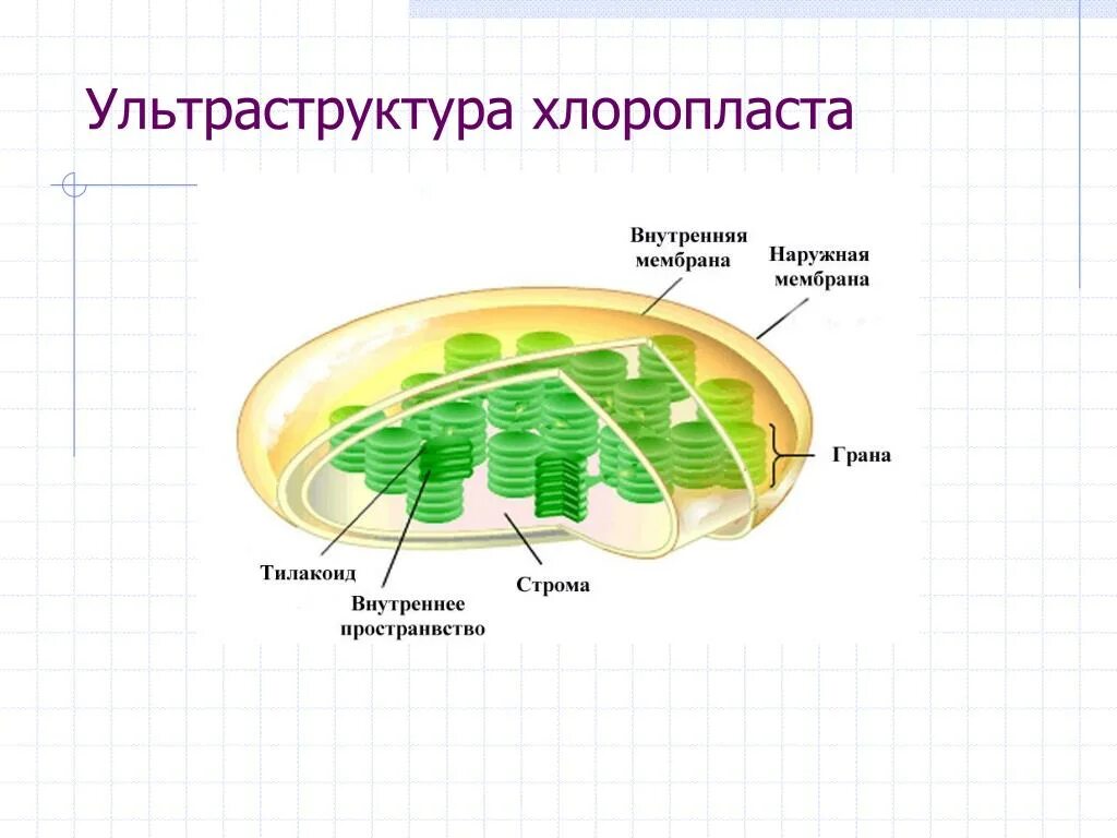 В состав хлоропласта входит. Схема строения хлоропласта. Схематическое строение хлоропласта. Строение хлоропласта схематично. Строение внутренней мембраны хлоропласта.