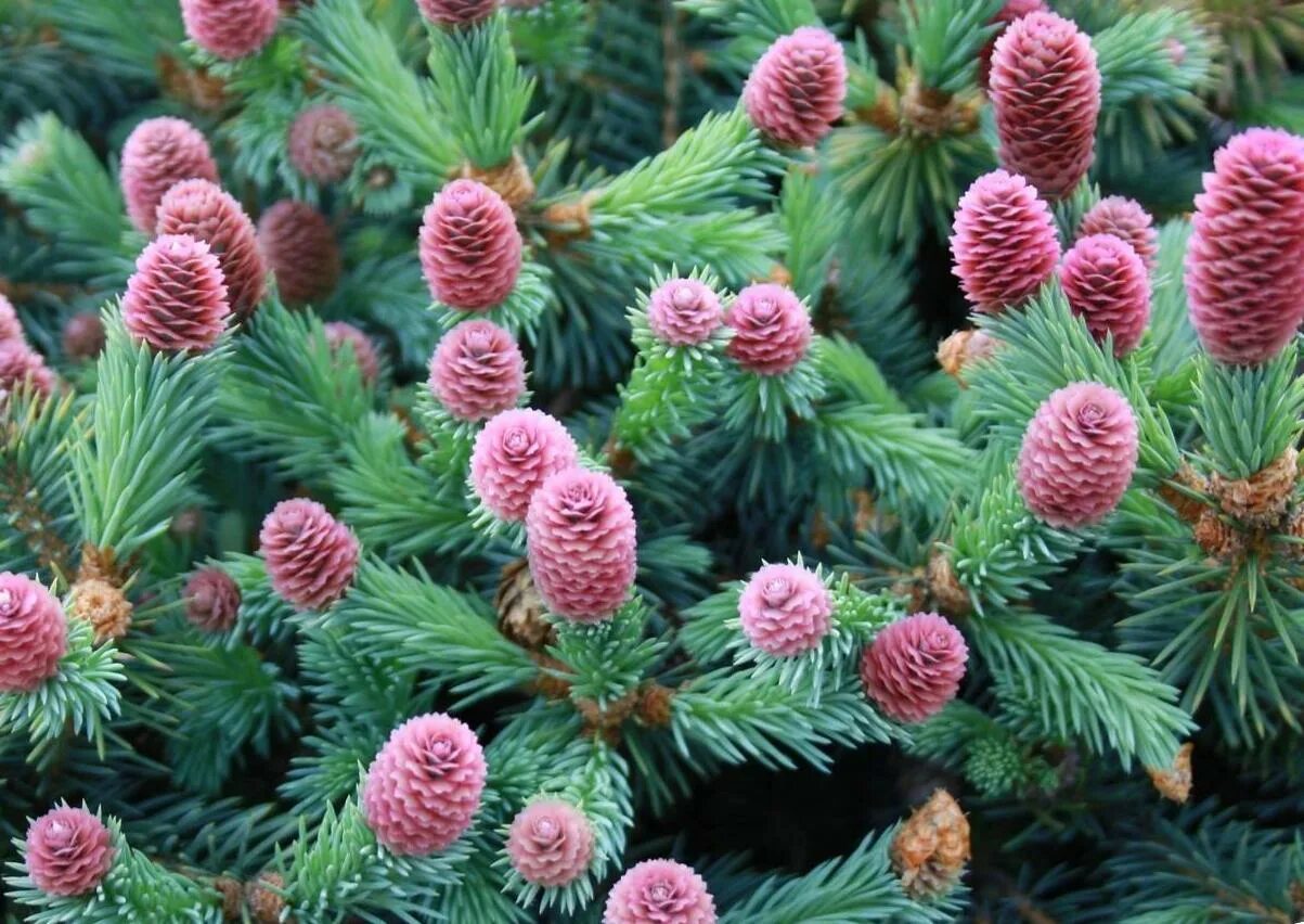 Похоже на хвойное. Ель колючая Hermann Naue. Ель колючая (Picea pungens) "Hermann Naue. Picea pungens шишки.