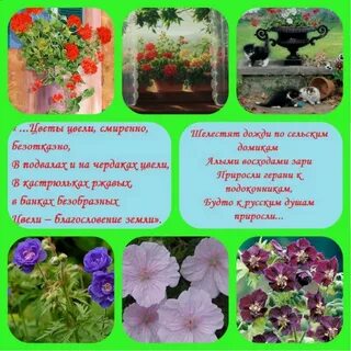 Стихи про герань