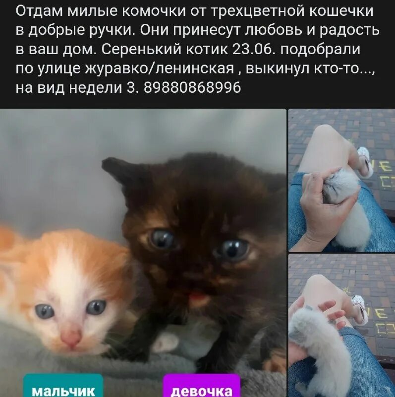 Открытка я тебя никому не отдам. Милые котята черный и рыжий. Я ттебя не каму не от дам. Никому тебя не отдам. Умалять роль.