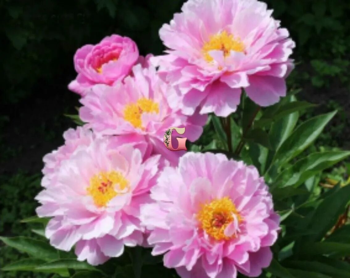 пион MY PETITE CHERIE, Пион Май Петит Чери , пион МА ПЁТИТ ШЕРИ