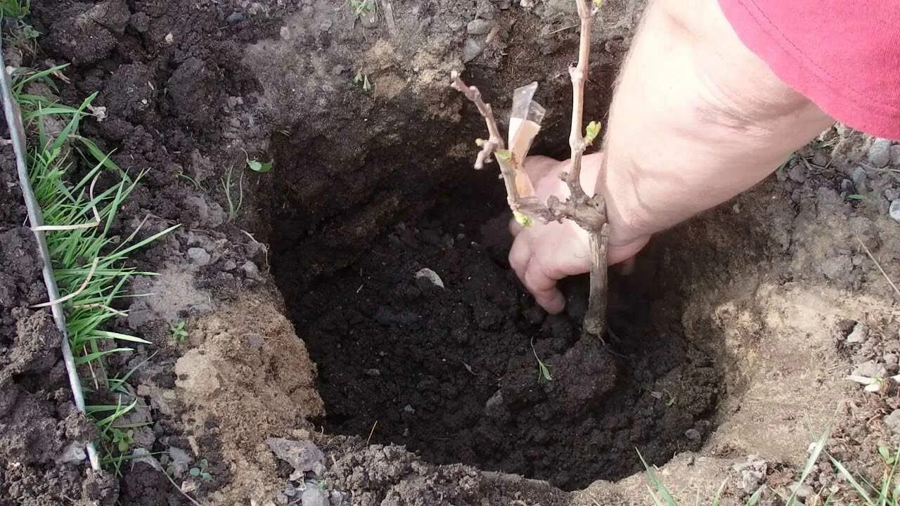 Можно ли пересадить взрослый виноград. Осенняя посадка винограда. Весенние посадки. Высаживать виноград. Высадка винограда в грунт.