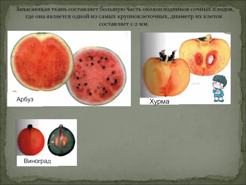 Классификация плодов по типу околоплодника. Сухие и сочные плоды. Классификация плодов сочные односемянные и многосемянные. Окраска мякоти плодов. Классификация плодов сухие сочные односемянные и многосемянные.