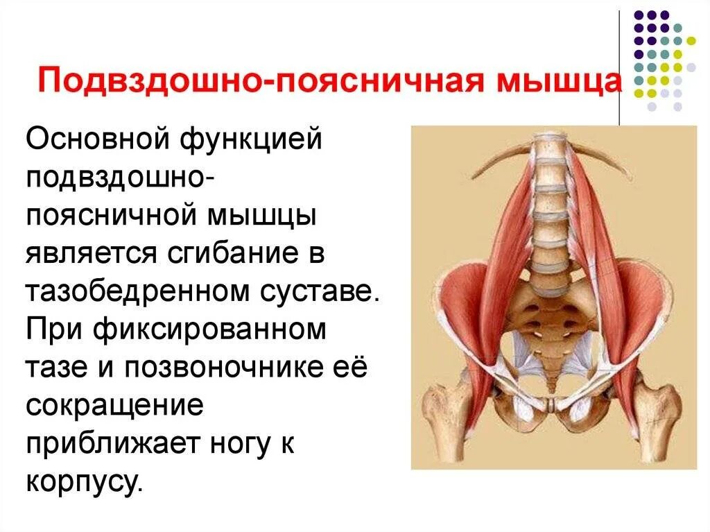 Сильная боль в подвздошной. Подвздошно-поясничная мышца анатомия. Подвздошно-поясничная мышца анатомия гипертонус. Подвздошно-поясничная мышца симптомы. Пояснично-подвздошная мышца анатомия растяжка.