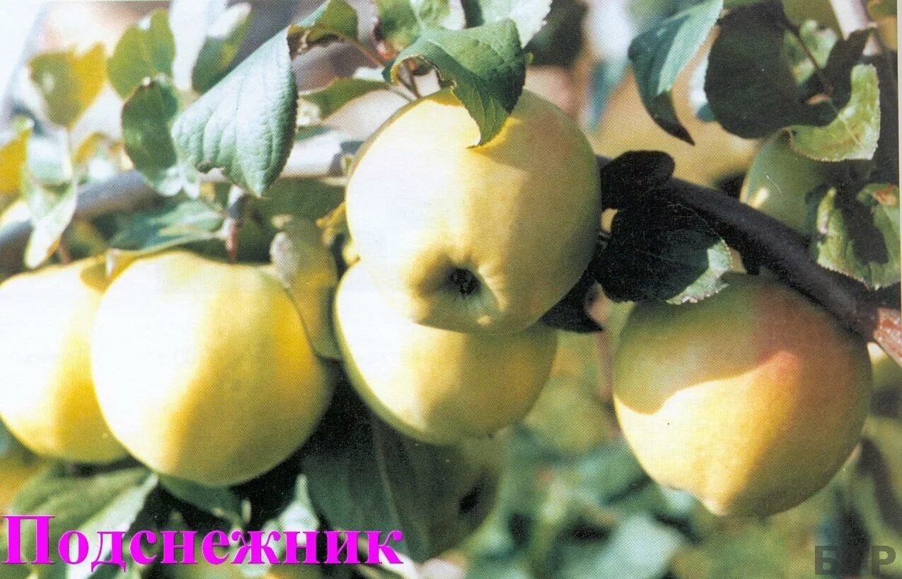 Яблоня подснежник отзывы