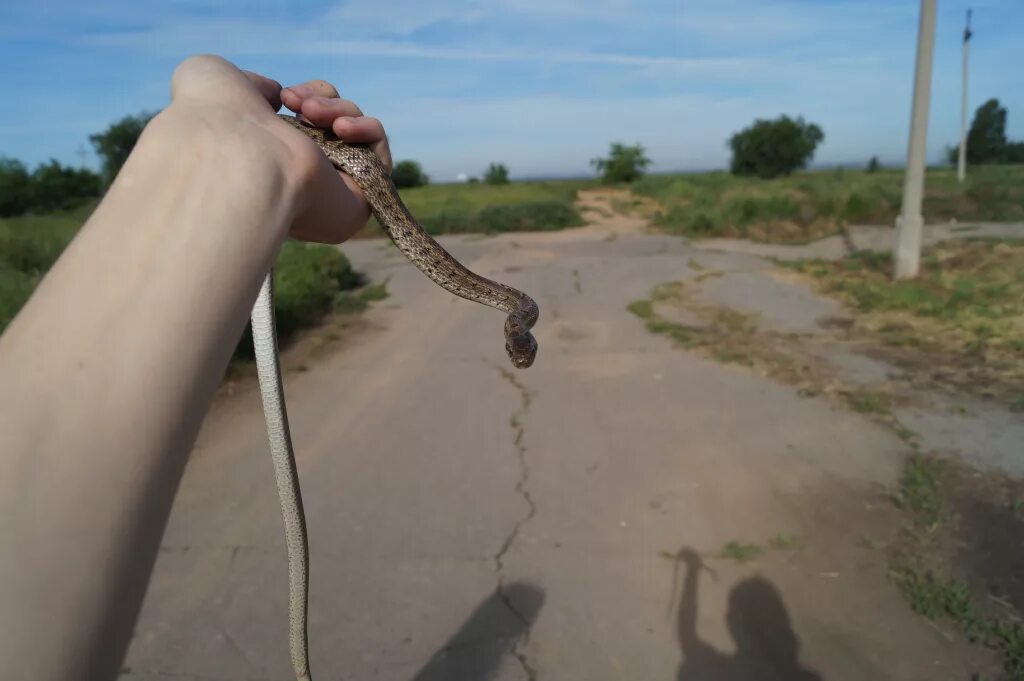 Что значит увидеть змею