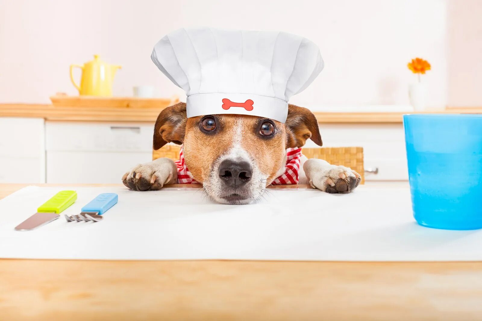 Собака на кухне. Собака на кухне в колпаке. Щенок на кухне. Собака повар.