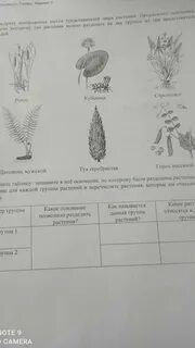 Предложите основание согласно которому