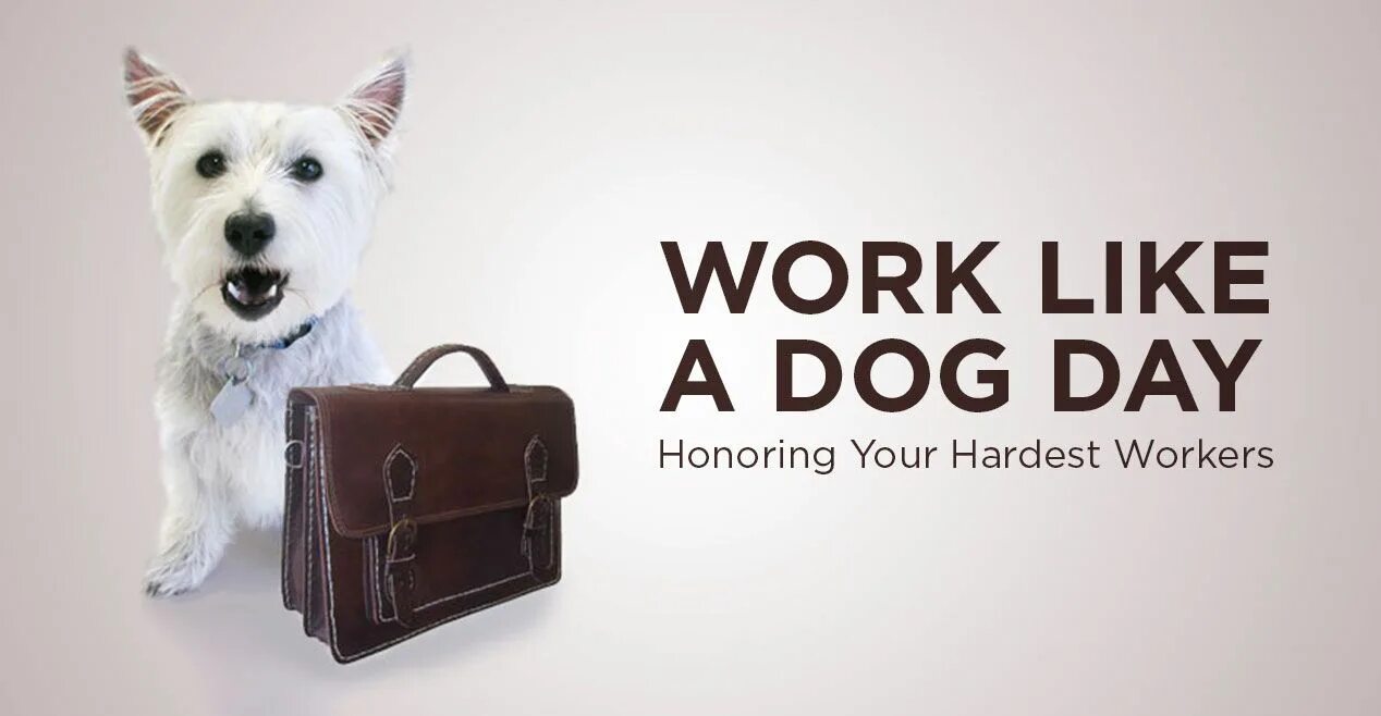 Like work here. Work like a Dog. Собака на работе. Дог Дэй дог Дэй. День работай как собака.