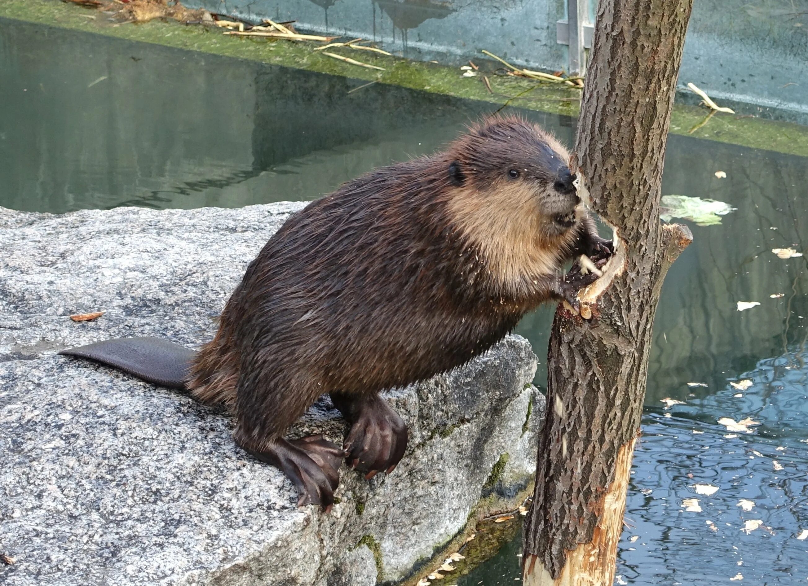 Бобры валят деревья. Канадский Бобр (Castor canadensis). Речной Бобр. Бобр Речной обыкновенный. Московский зоопарк бобры.