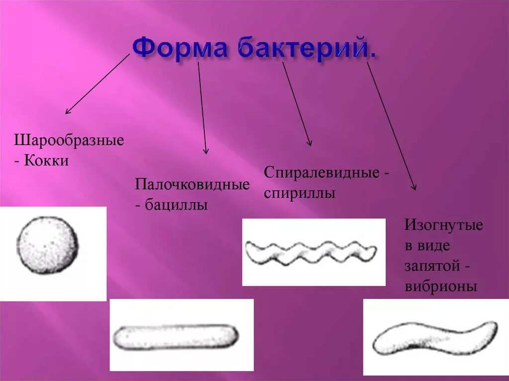 Назовите формы бактериальных клеток. Шаровидные и палочковидные формы бактерий. Кокки бациллы вибрионы спириллы. Палочковидные формы бактерий. Кокки спириллы вибрионы палочки.