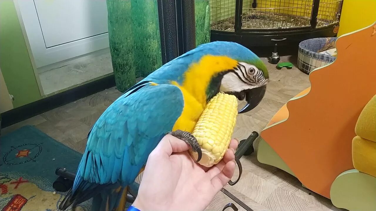 Клип в которой большой попугай. Канал ара. Parrot dinosaur. Канал ара. Канал ара фм.
