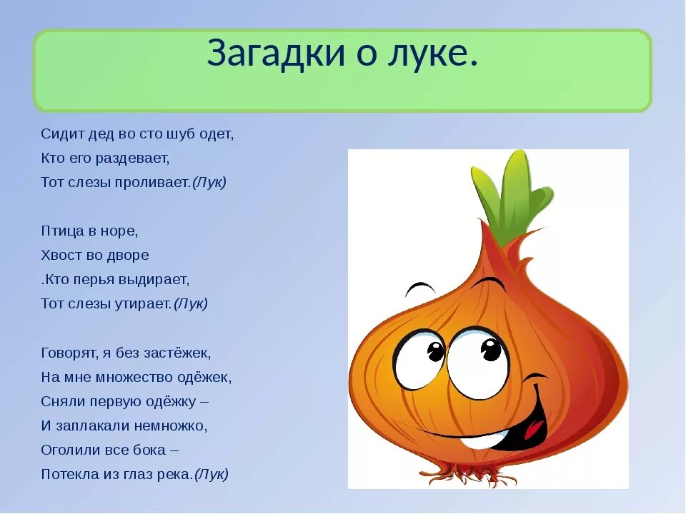 Поставь отгадай загадки. Загадки о луке. Загадка про лук. Загадки про лук для дошкольников. Загадка про лук для детей.