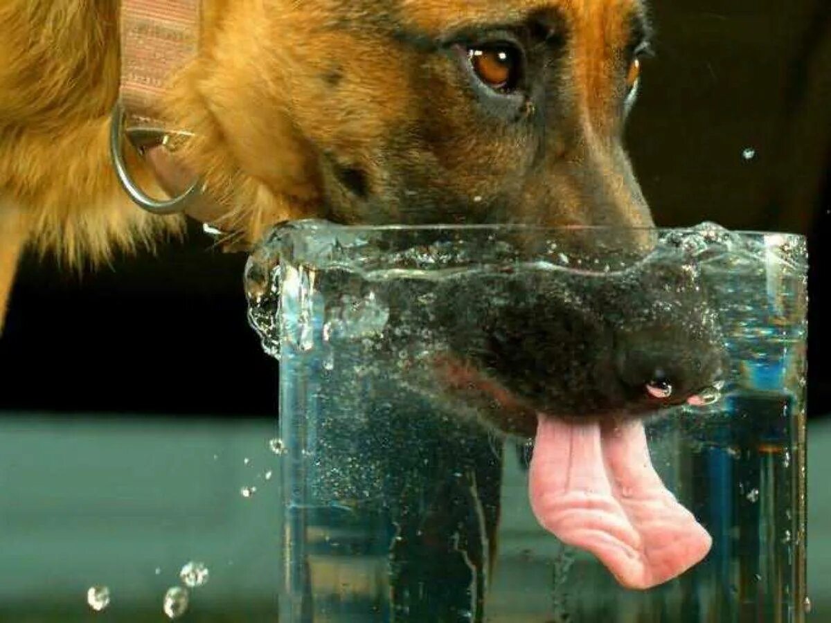 Сколько собака может без воды. Собака лакает. Собака пьет. Собака пьет воду. Собака пьёт воду замедленная съёмка.