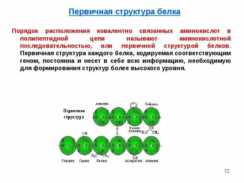 Первичная структура белка цепь аминокислот. Структуры белка полипептидная цепь. Порядок расположения аминокислот в цепи это. Первичная структура. Первичная структура белка называют