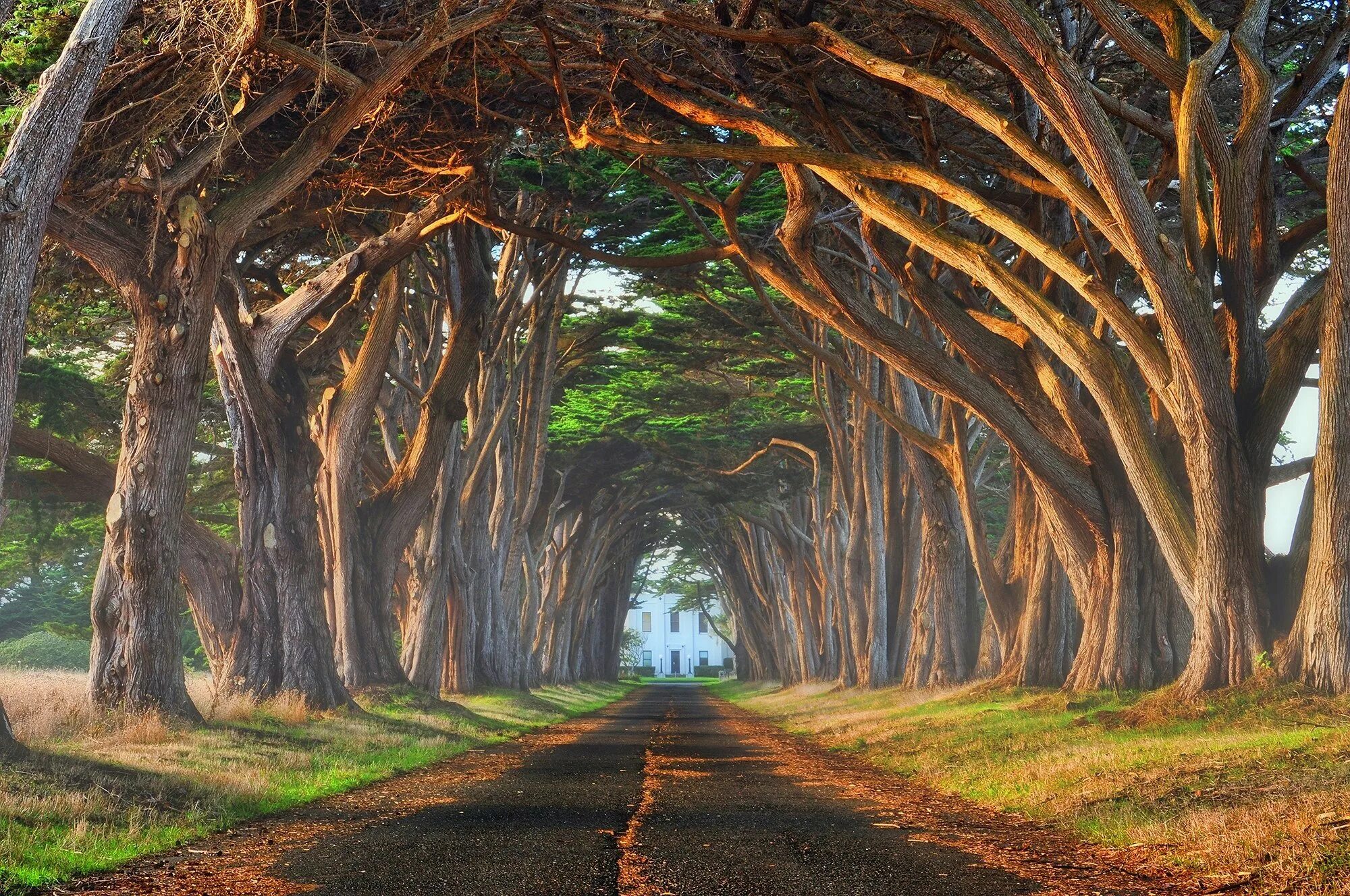 Natural tree. Милорн дерево. Дубовая аллея Луизиана. Кипарисовый туннель, национальный парк point Reyes, Калифорния. Необычные красивые деревья.