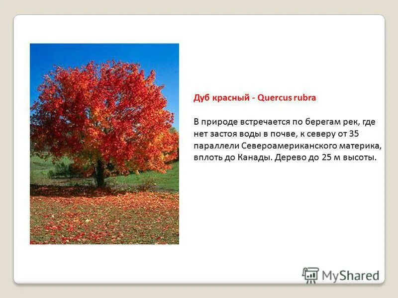 Деревья и кустарники. Род деревьев и кустарников. Оливковое дерево описание. Описание дуба. Деревья названия.