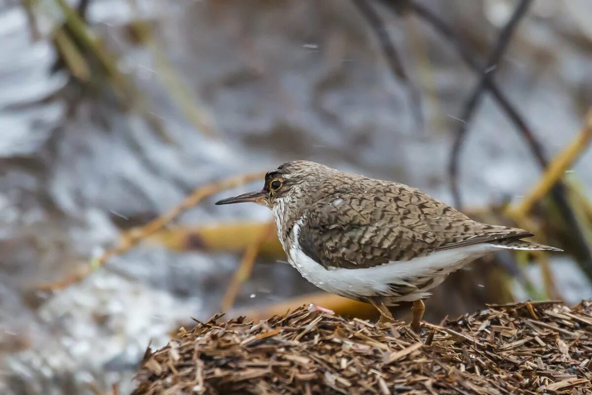 птицы югры. поползень стенолаз. птицы ханты мансийского округа югра. зимующие птицы хмао югры. лесные птицы хмао югры.