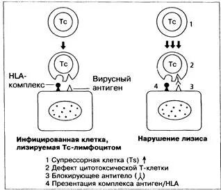 Лизис функции