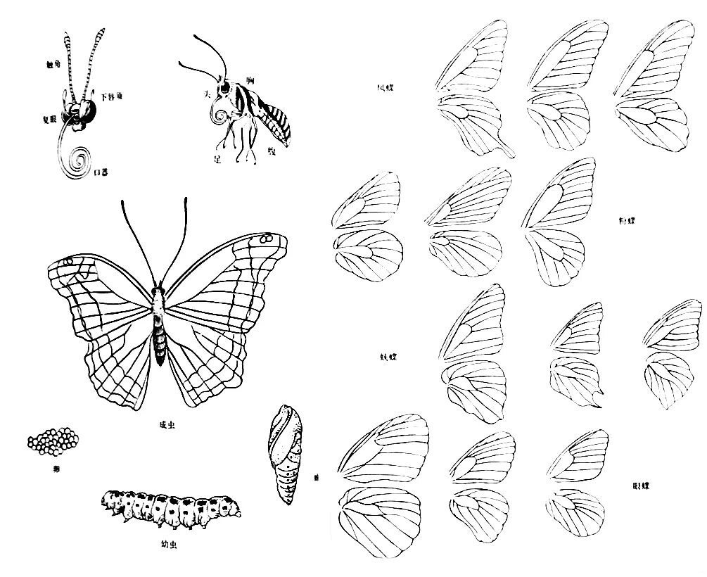 Соедини бабочек во весь экран. Формы бабочек для рисования. Бабочка в разных ракурсах. Рисование бабочки. Бабочка туториал.