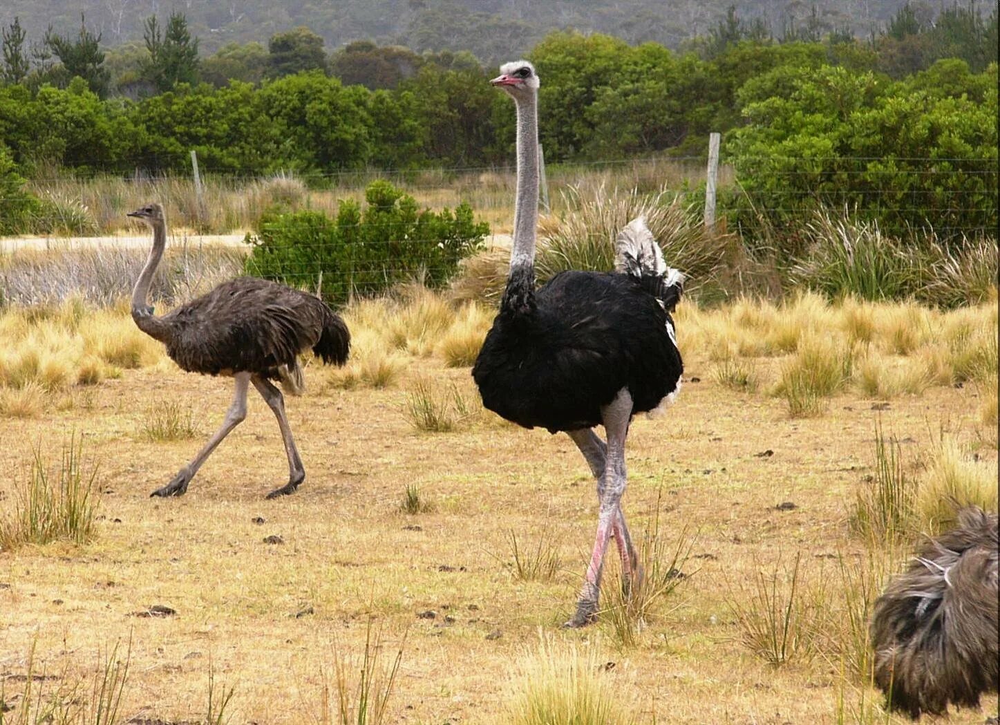 Африканский страус нанду. Страусята африканского страуса. Африканский страус в саванне. Африканский страус самая большая птица в мире. Самый крупный страус