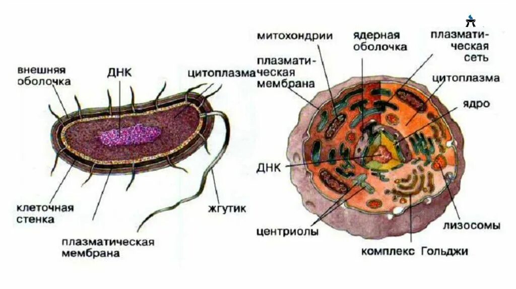 Прокариотами называются. Строение прокариотической и эукариотической клеток. Прокариотическая и эукариотическая клетка рисунок. Строение прокариот и эукариот. Прокариотические и эукариотические клетки.