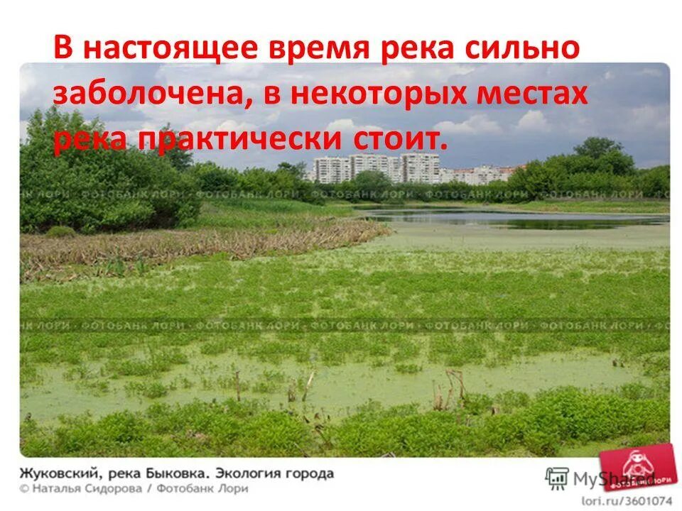 Почвы малоплодородны и сильно заболочены короткие