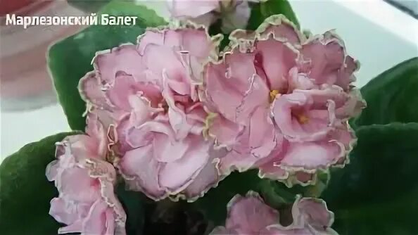Откуда выражение марлезонский балет