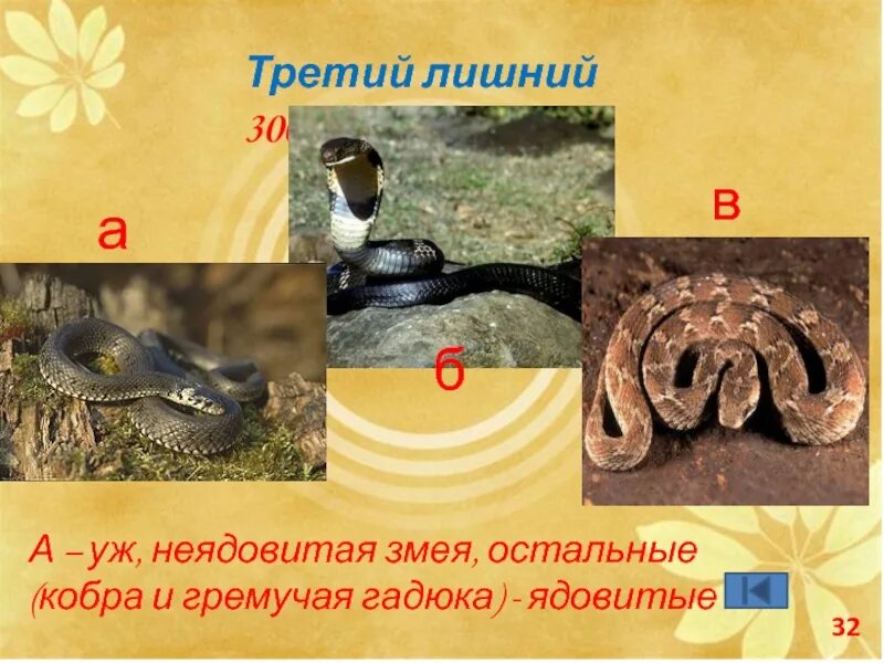 Неядовитая змея 2 буквы. Неядовитая змея две буквы. Уж фото. Неядовитая змея 2 буквы. Кобра среда обитания.