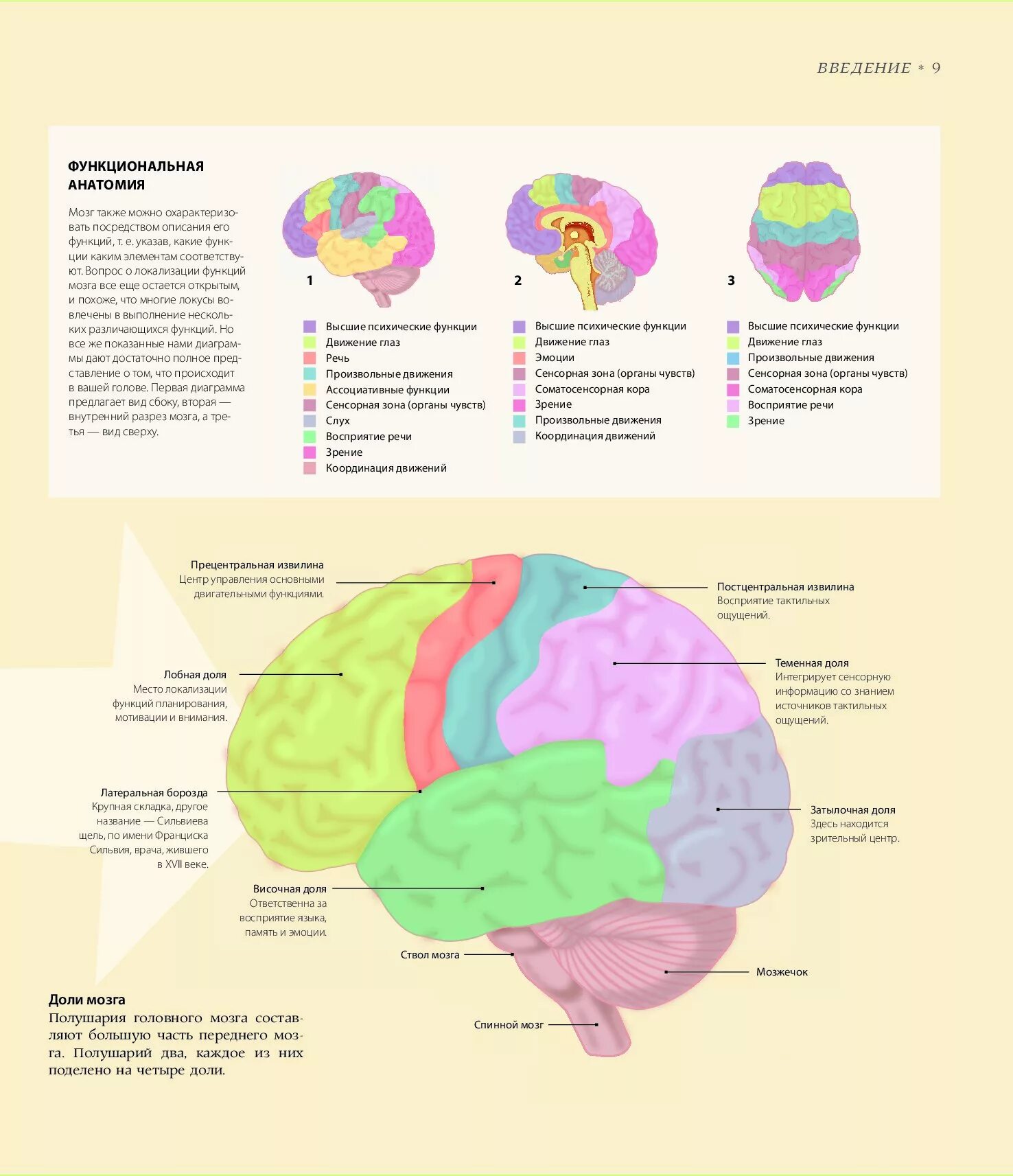 Зоны мозга. Функциональные зоны мозга. Зоны человеческого мозга. Участки мозга. Локализация психических функций в мозге