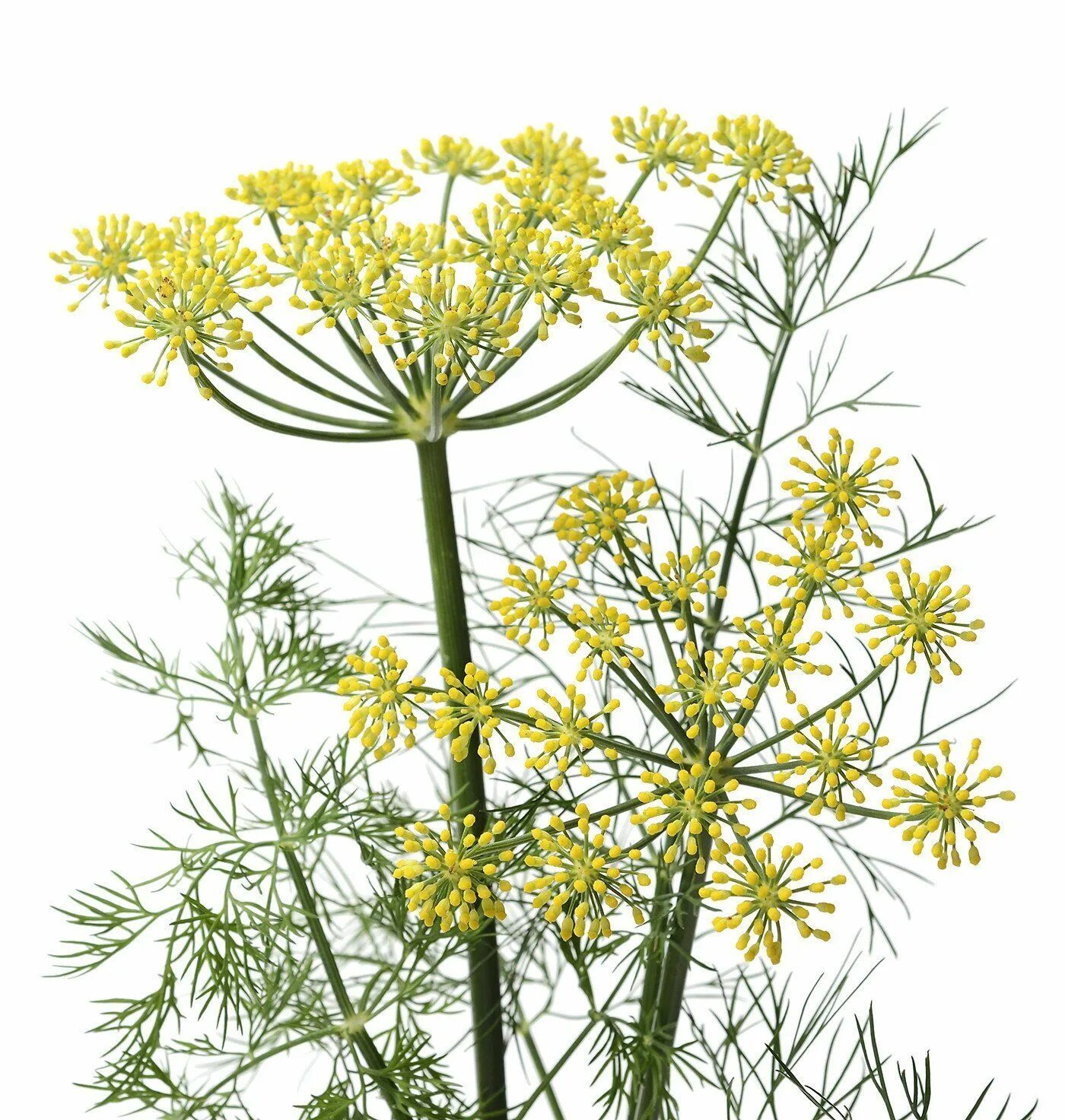 Dill перевод. Фенхель соцветие. Укроп соцветие. Anethum graveolens. Фенхель зонтичные.