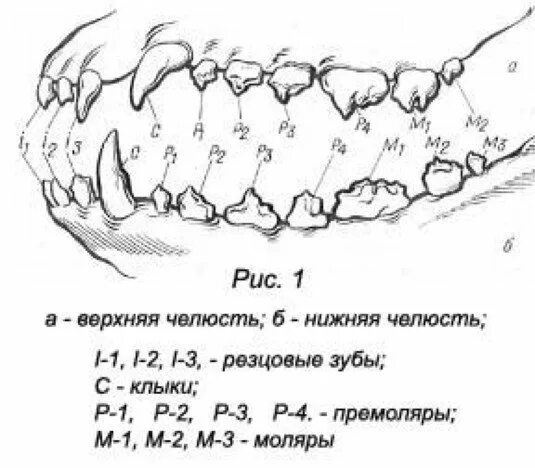 Во сколько у собак меняются молочные зубы. Зубная формула молочных зубов схема. расположение зубов у собаки схема. зубная система собаки схема. зубная система собаки прикус.