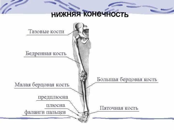 Скелет нижних конечностей схема. Строение нижней конечности. Строение нижней конечности человека. Кости верхних и нижних конечностей. Самая крупная кость свободных конечностей