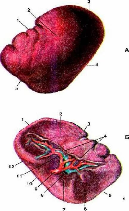 Просто селезенка. Строение селезенки анатомия. Внешнее строение селезенки.